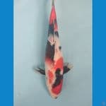 SHOWA 30CM 