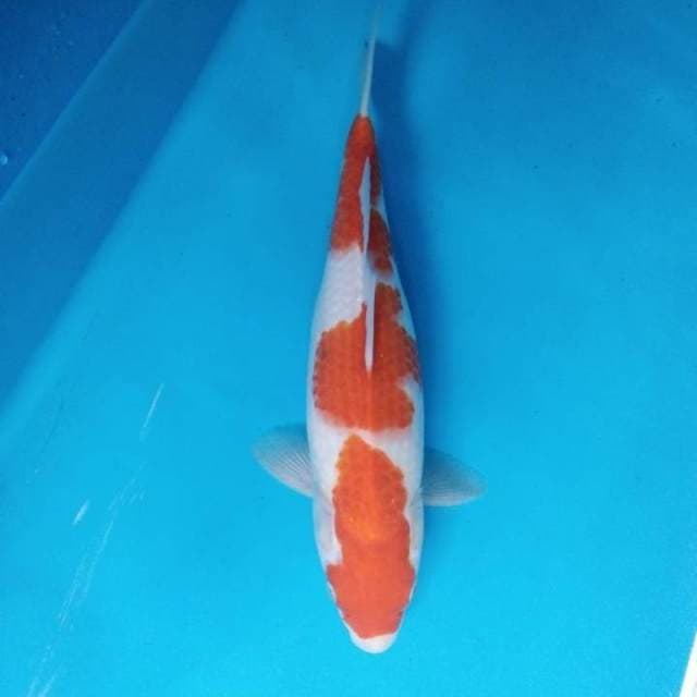 Kohaku 33 cm