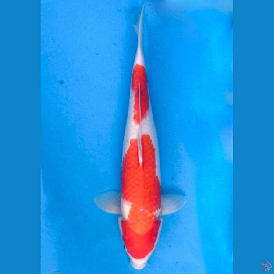 ~KOHAKU 39CM/FEMALE~