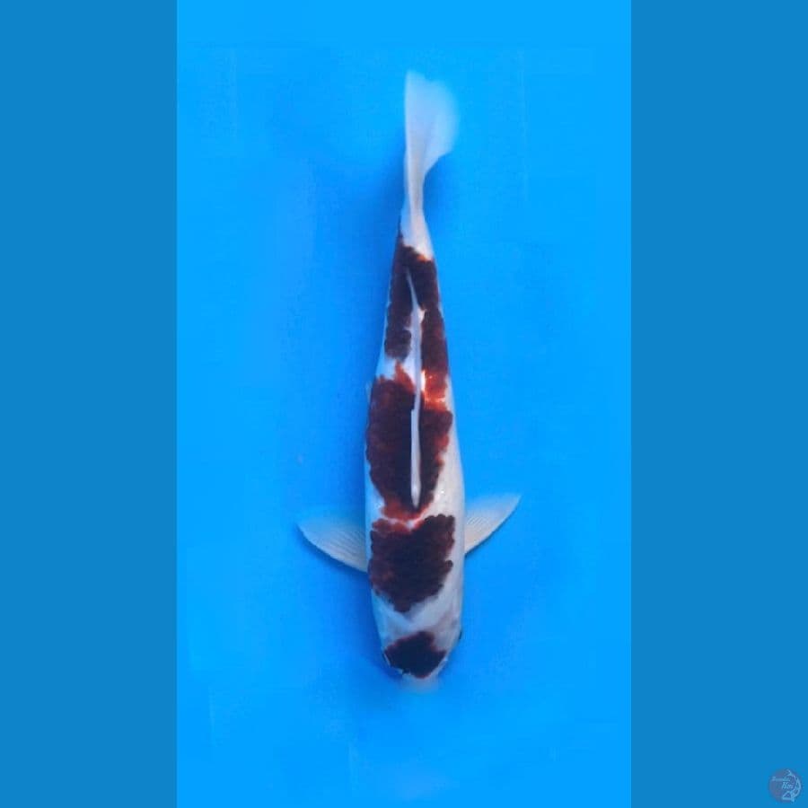 ~GOROMO 36CM/FEMALE~