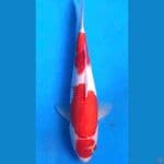 ~KOHAKU 28CM/FEMALE~