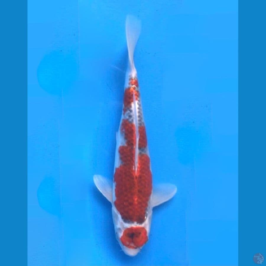 ~GOSHIKI 32CM/FEMALE~