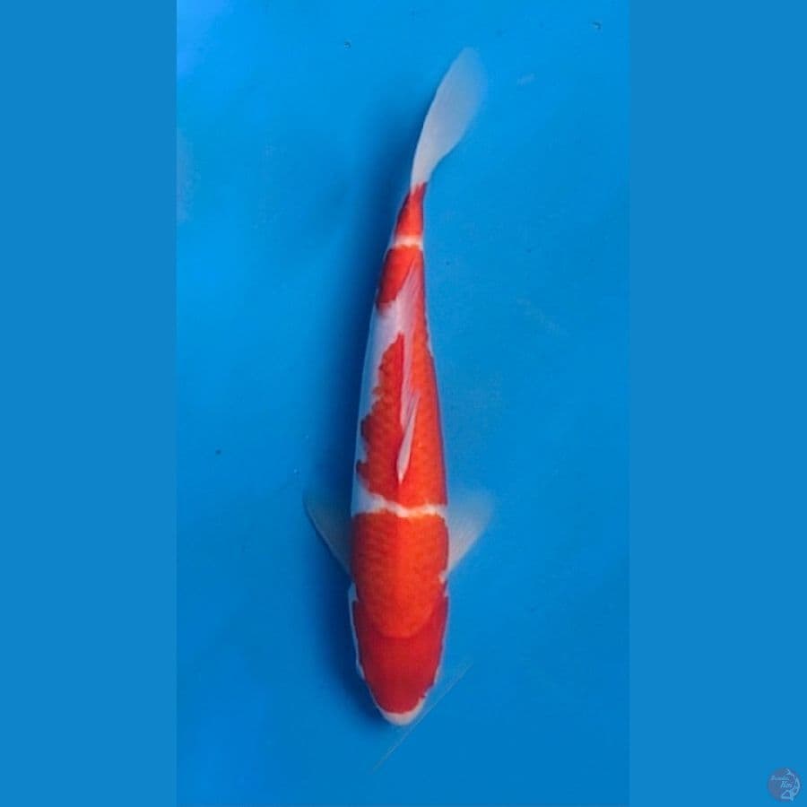 ~KOHAKU 33CM/MALE~