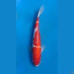 ~KOHAKU 33CM/MALE~