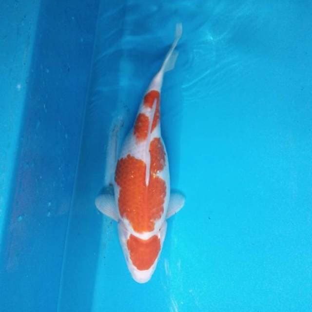 Kohaku 35 cm