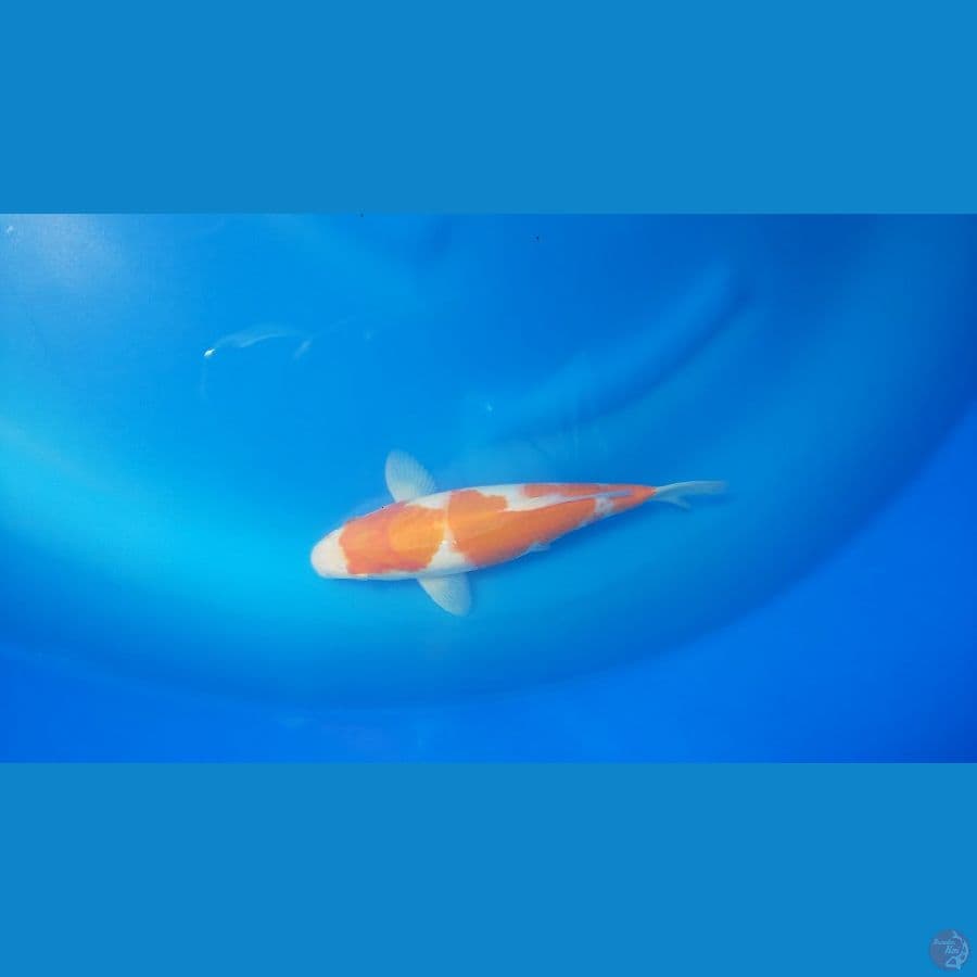 Kohaku f1  size 25cm