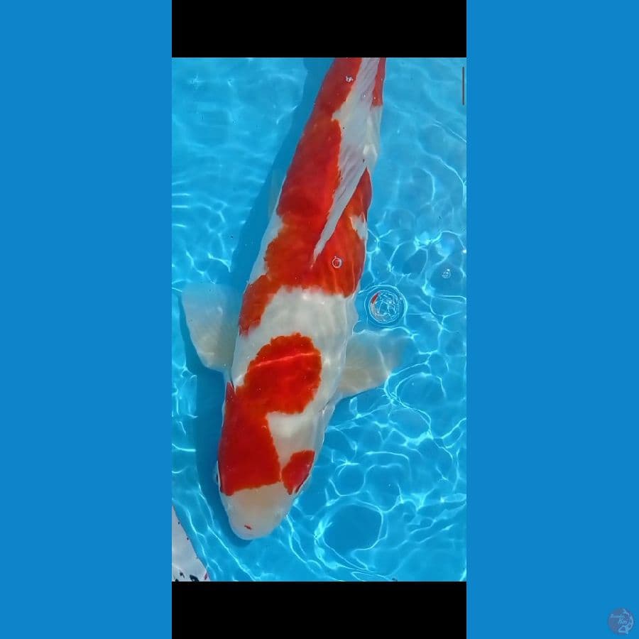 SQ Kohaku original