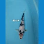 showa 30 cm hq 