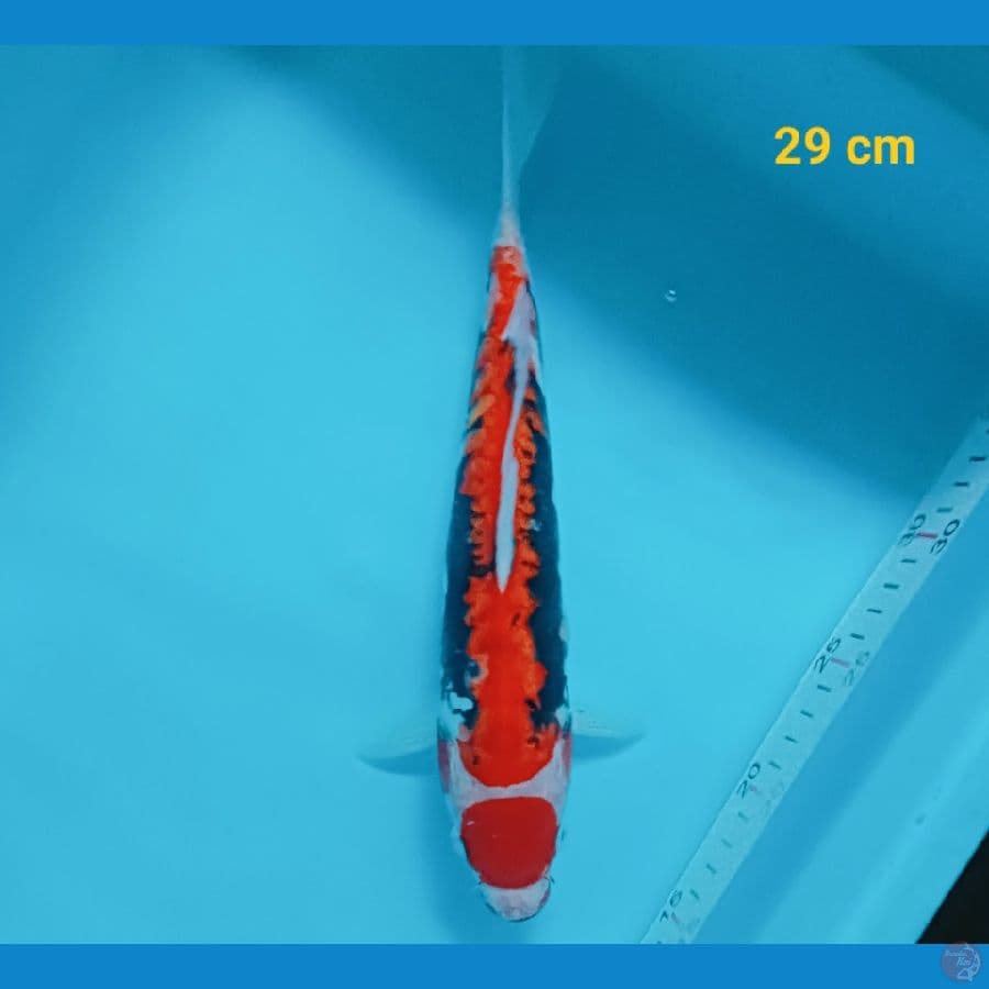 Maruten Benikumon 29 cm