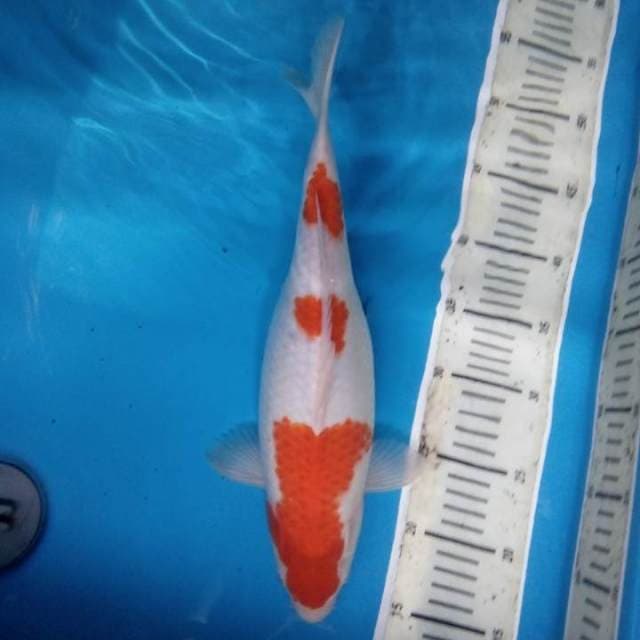 Kohaku 36 cm