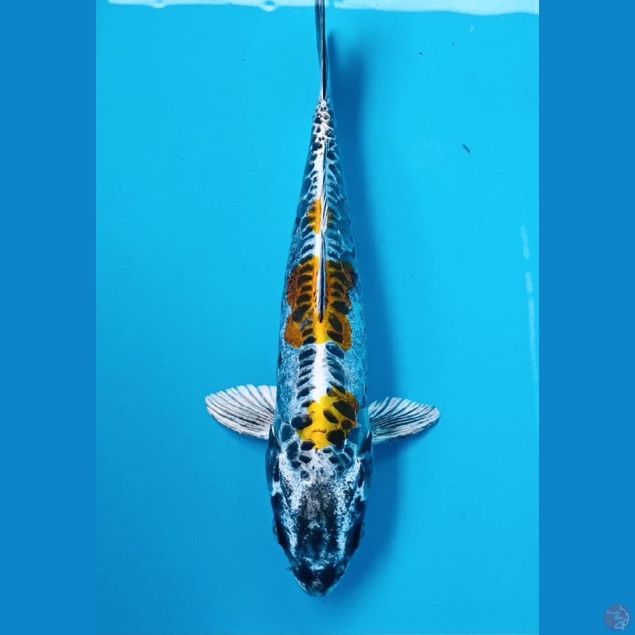 kiko 27 cm