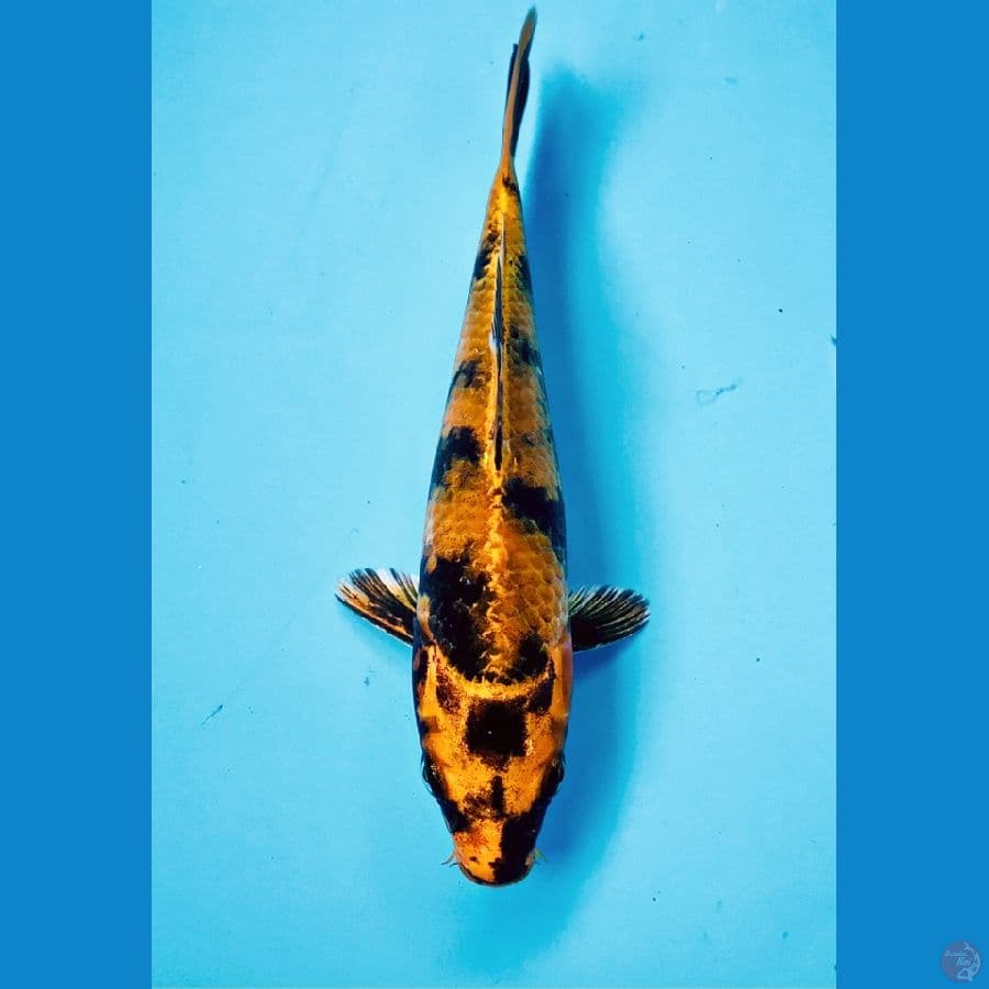 kin utsuri 20cm