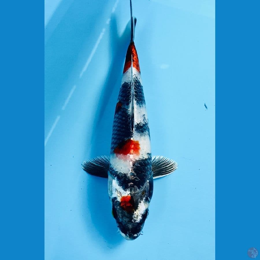 kin showa 23cm