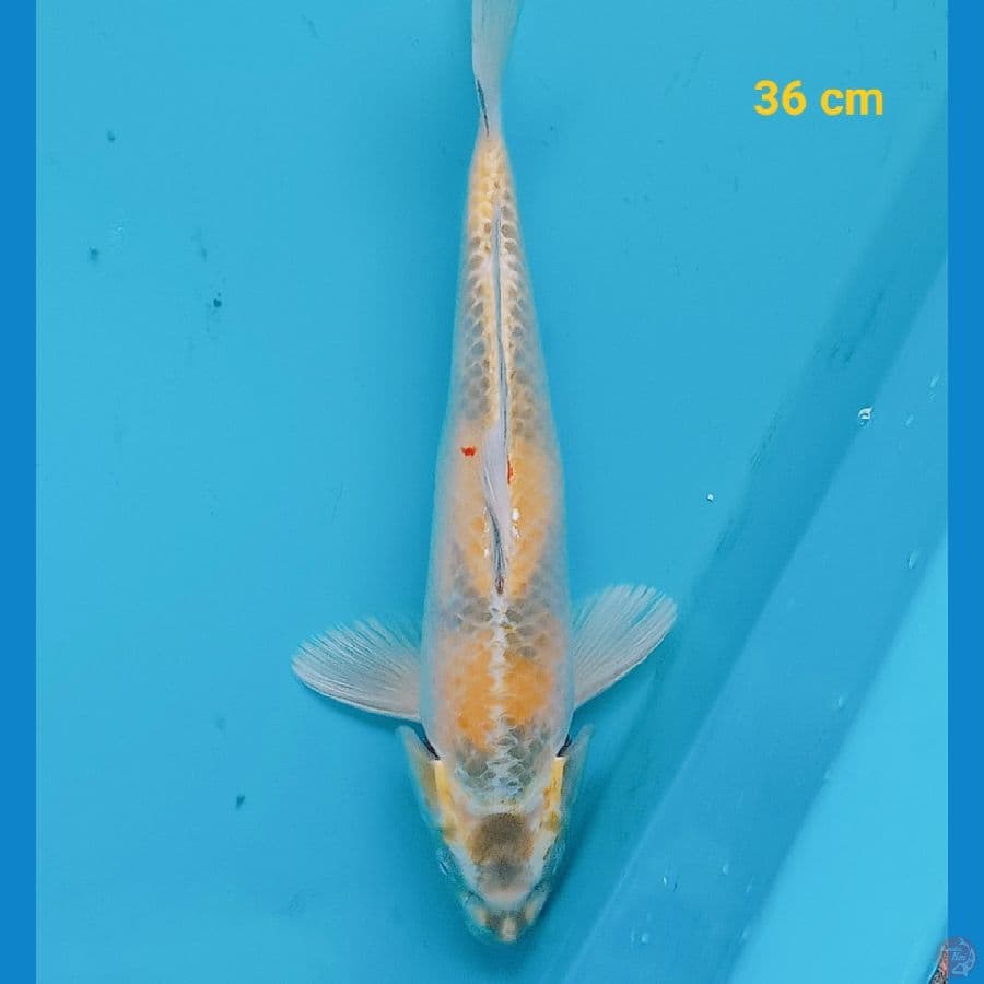 Kin showa 36 cm