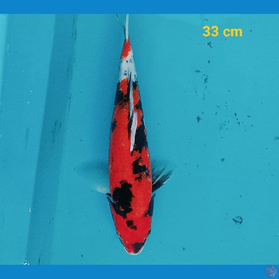 Showa 33 cm