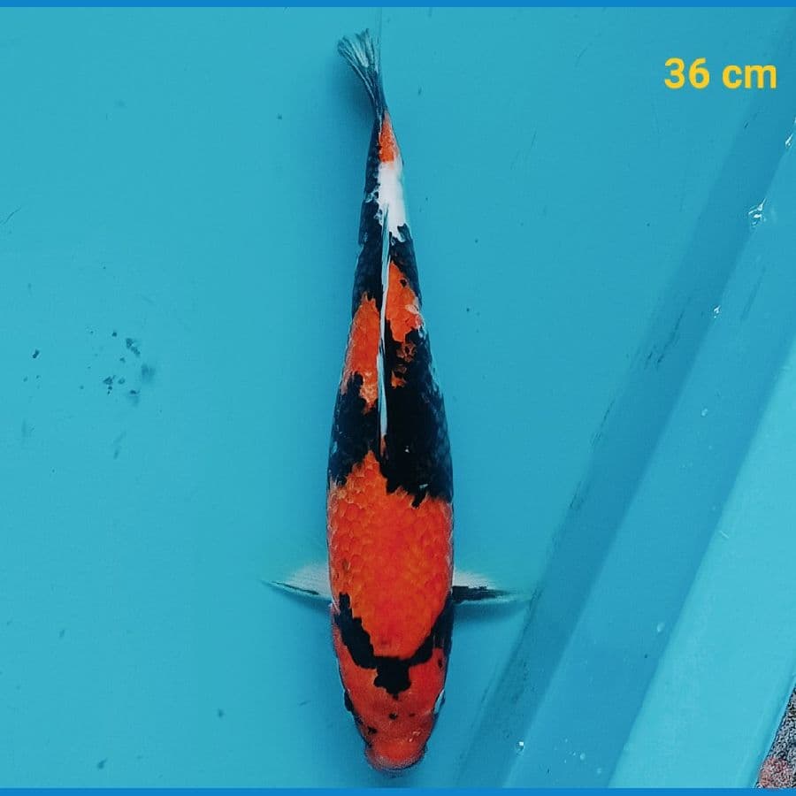 Showa 36 cm