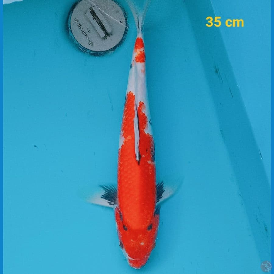 Showa 35 cm