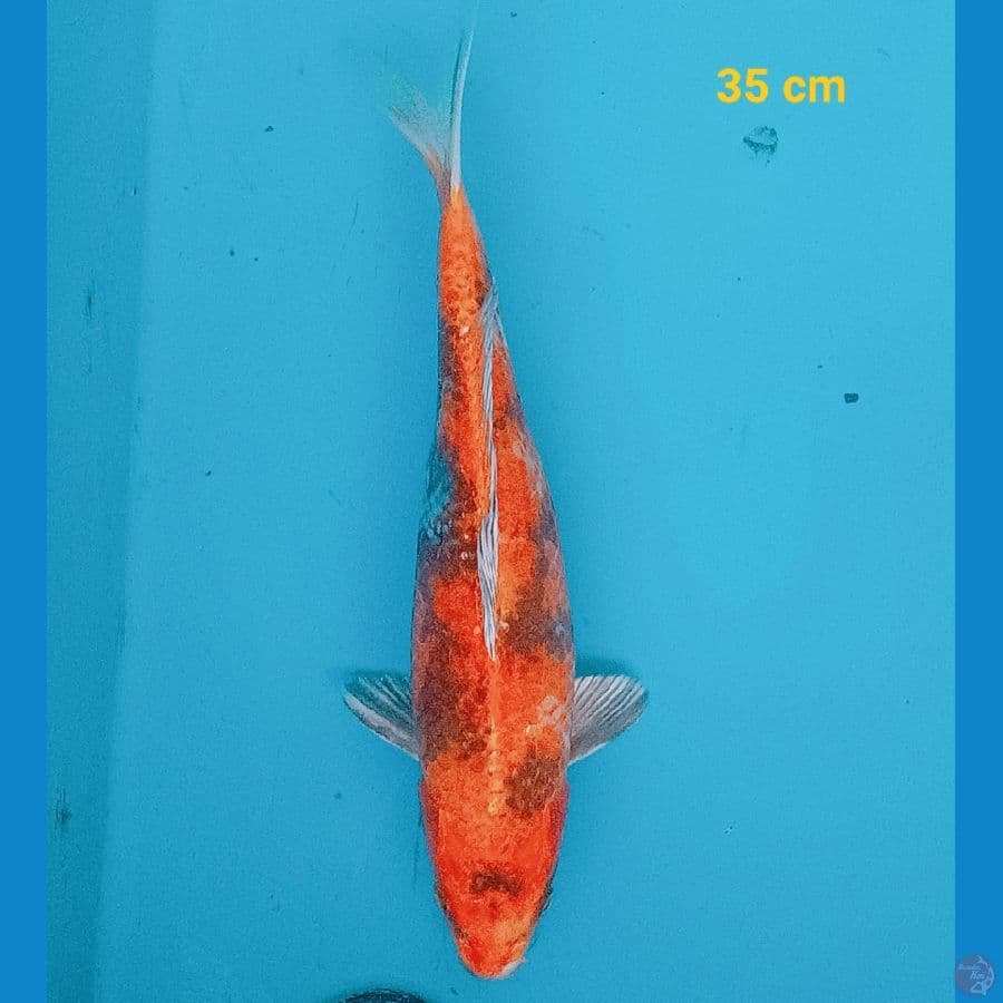 Kin Showa 35 cm