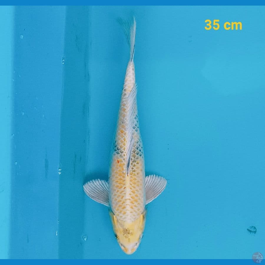 Kin Showa 36 cm