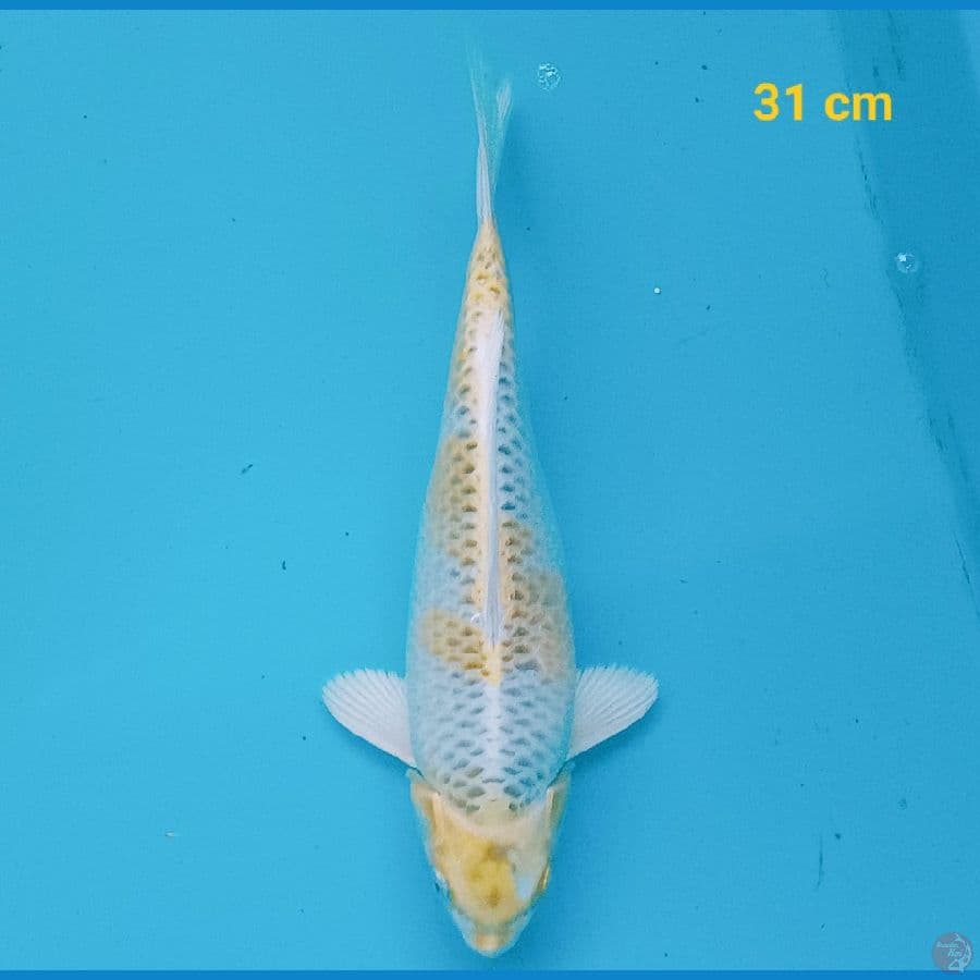 Kin Showa 31 cm