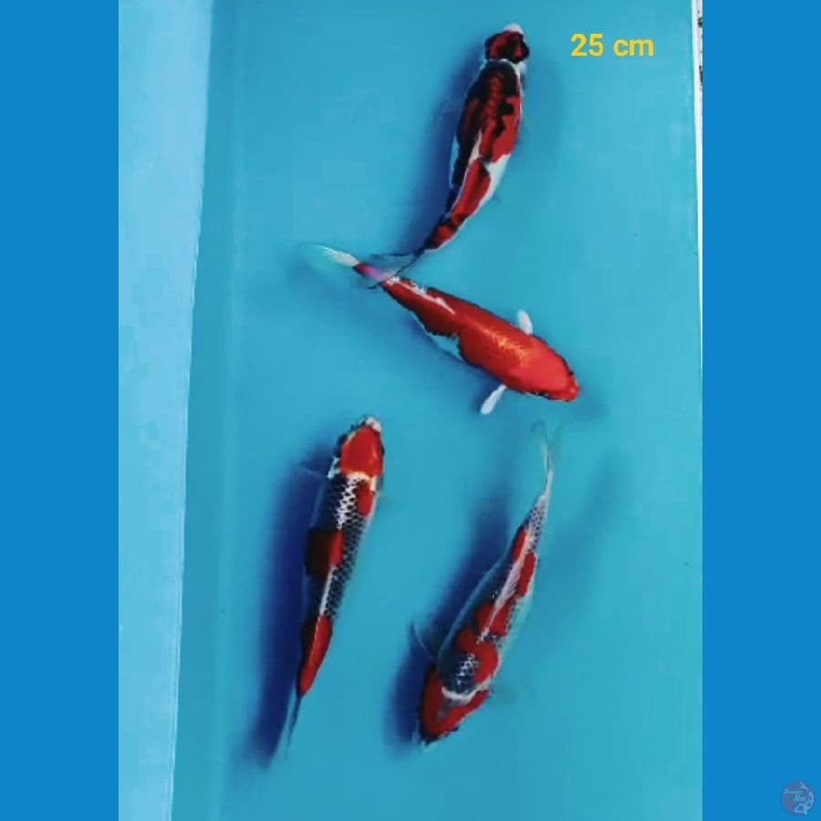 mixs 25 cm