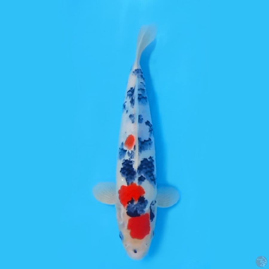 KINDAI SANKE 31CM - MALE