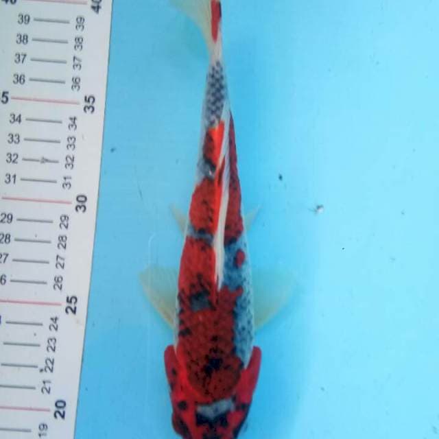 Goshiki 24 cm