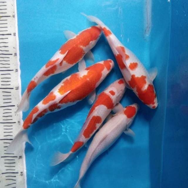Mix Kohaku 5 ekor 33-37 cm