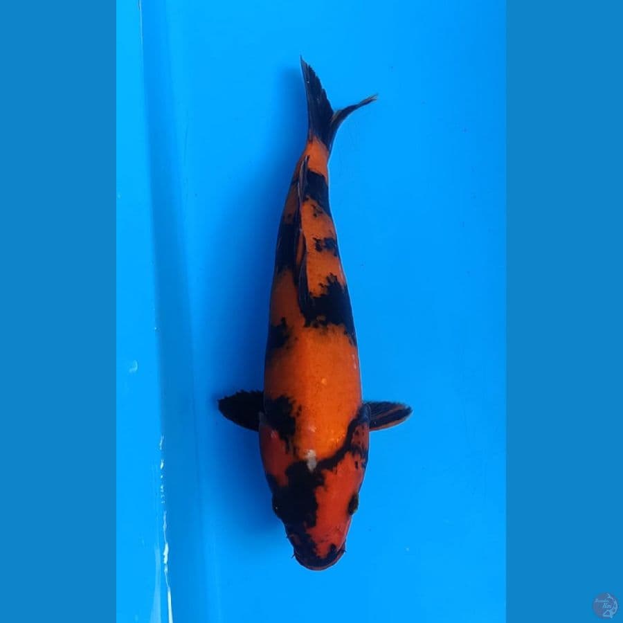 utsuri 24cm