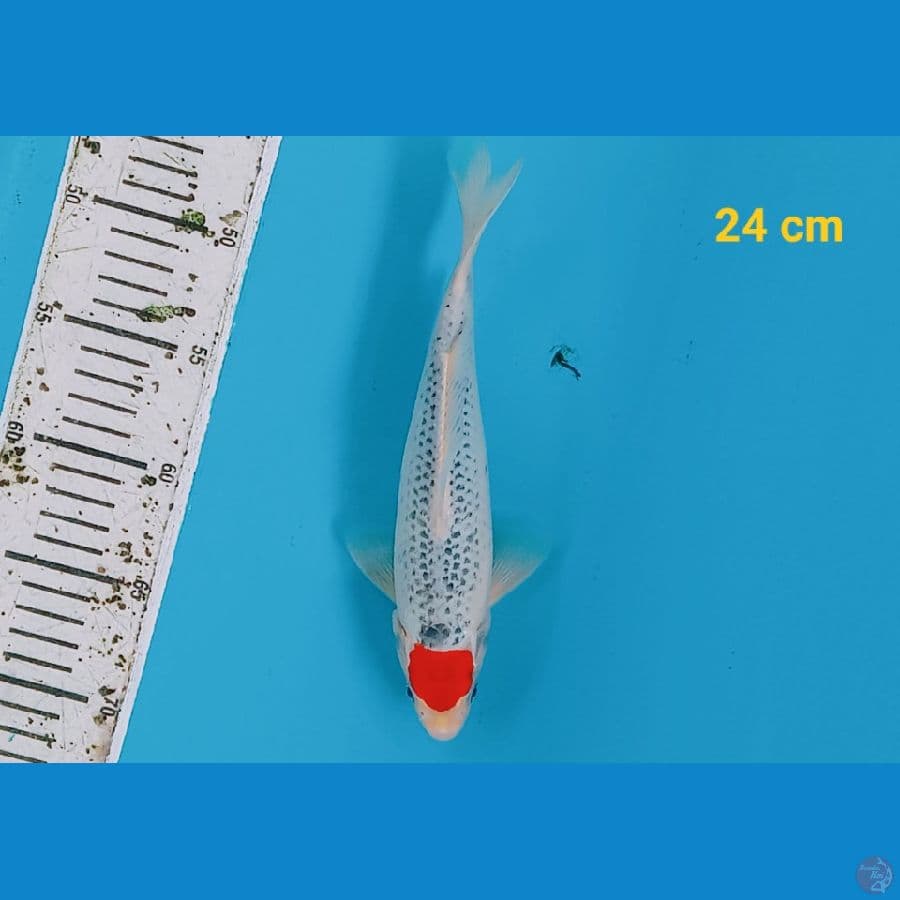 Tancho hoshiki 24 cm