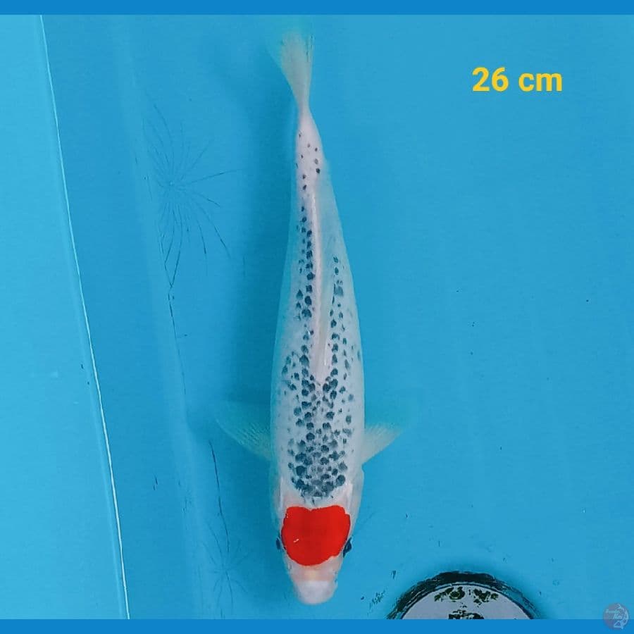 Tancho Goshiki 26 cm