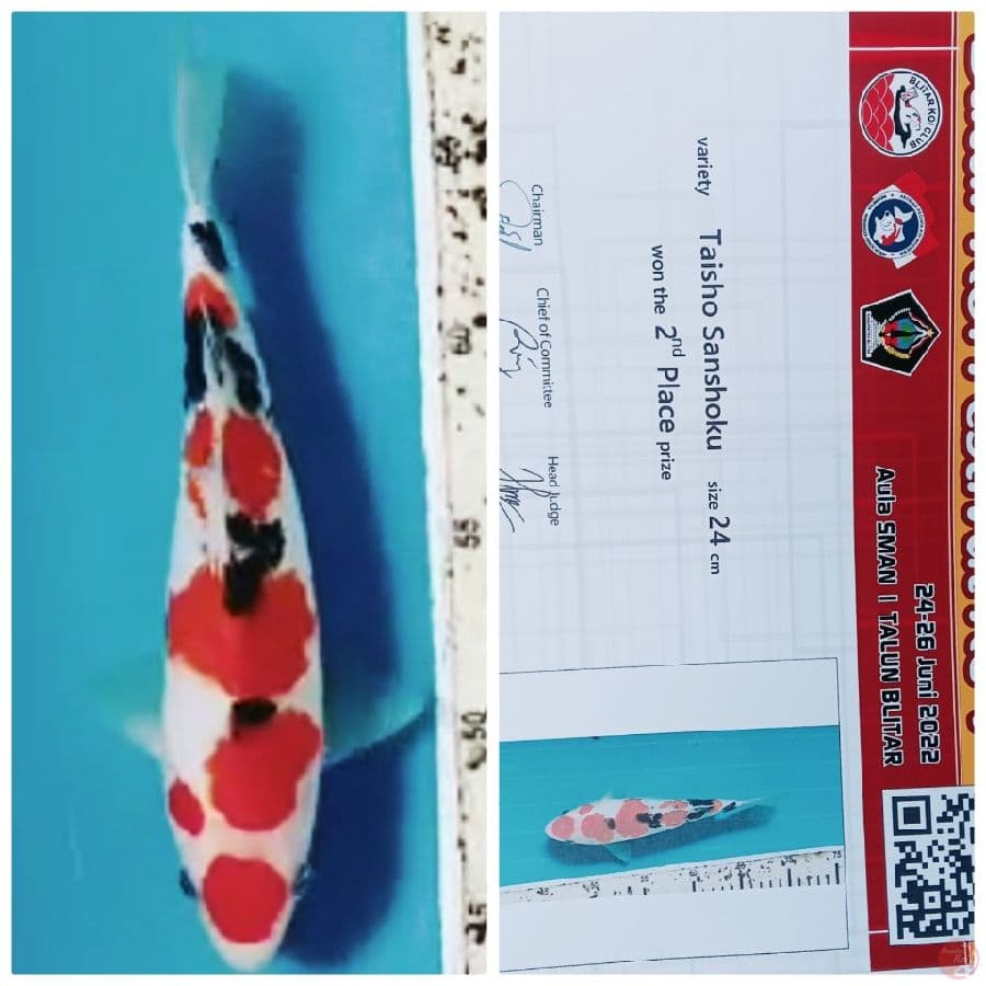 SQ sanke 24 cm