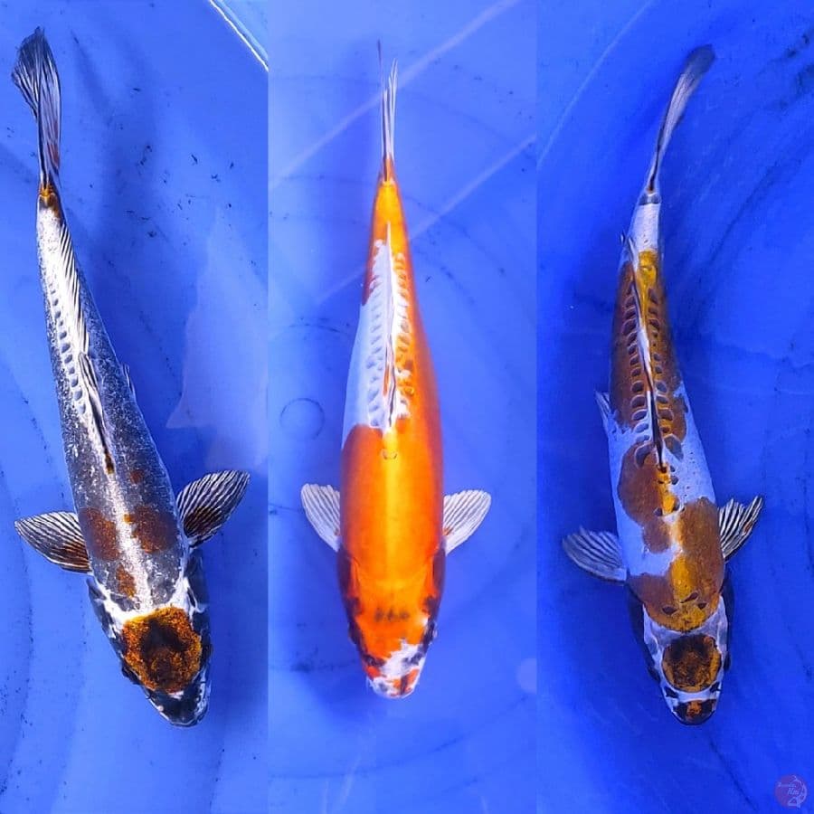 paket Kikko 3ekor