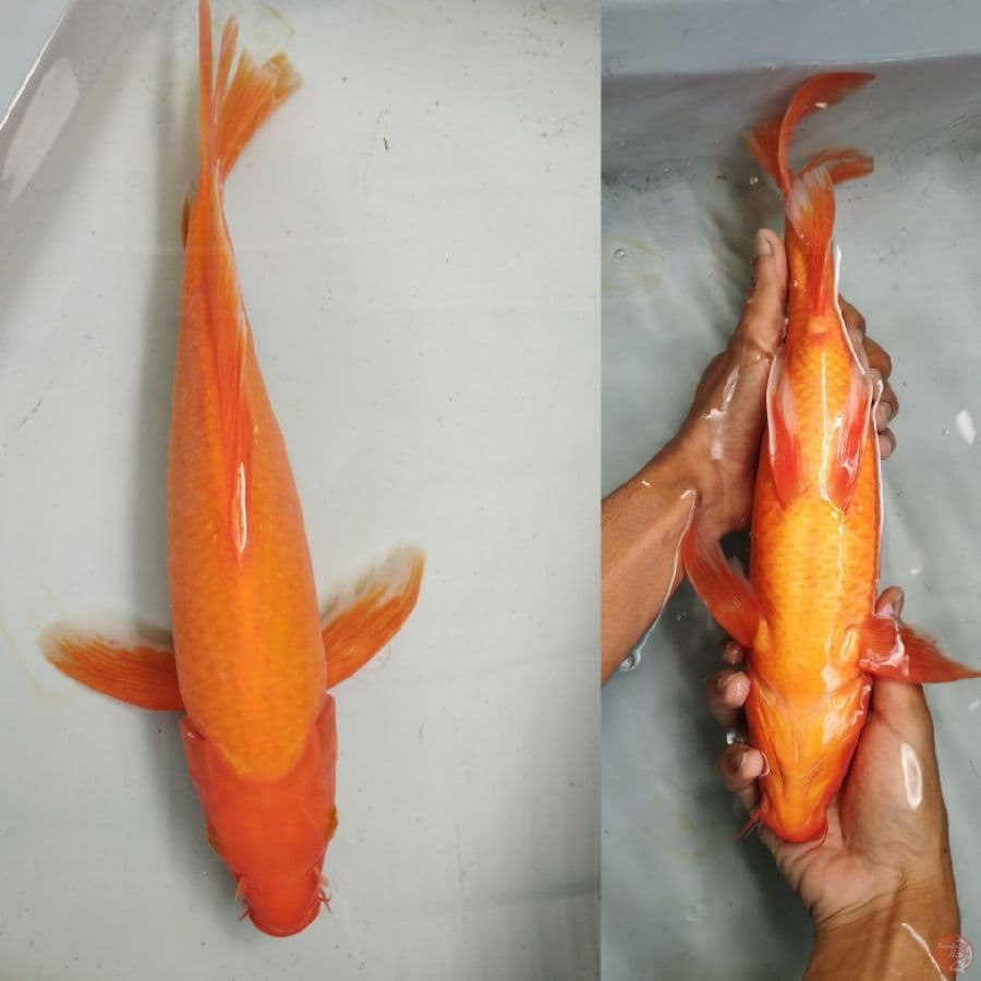 kumpay benigoi full 37cm