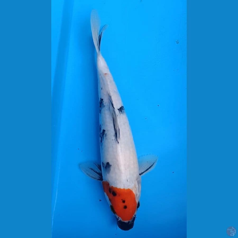 tc showa 30cm