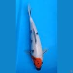 tc showa 30cm