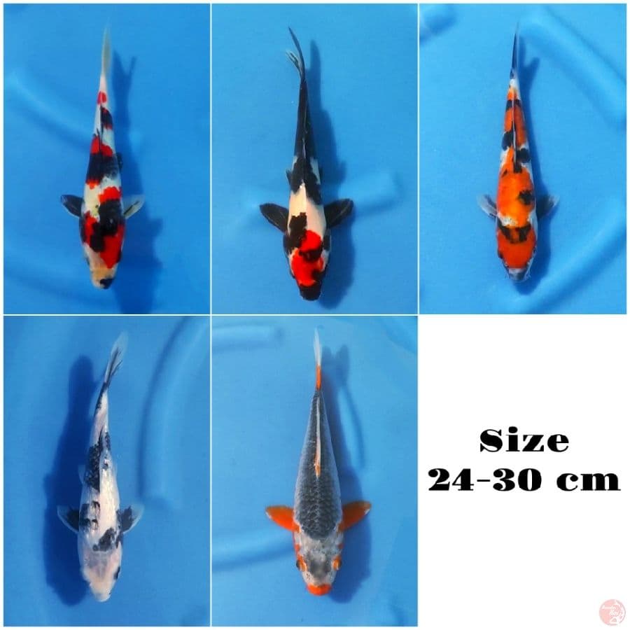 4. PAKET MIX 24-30 CM