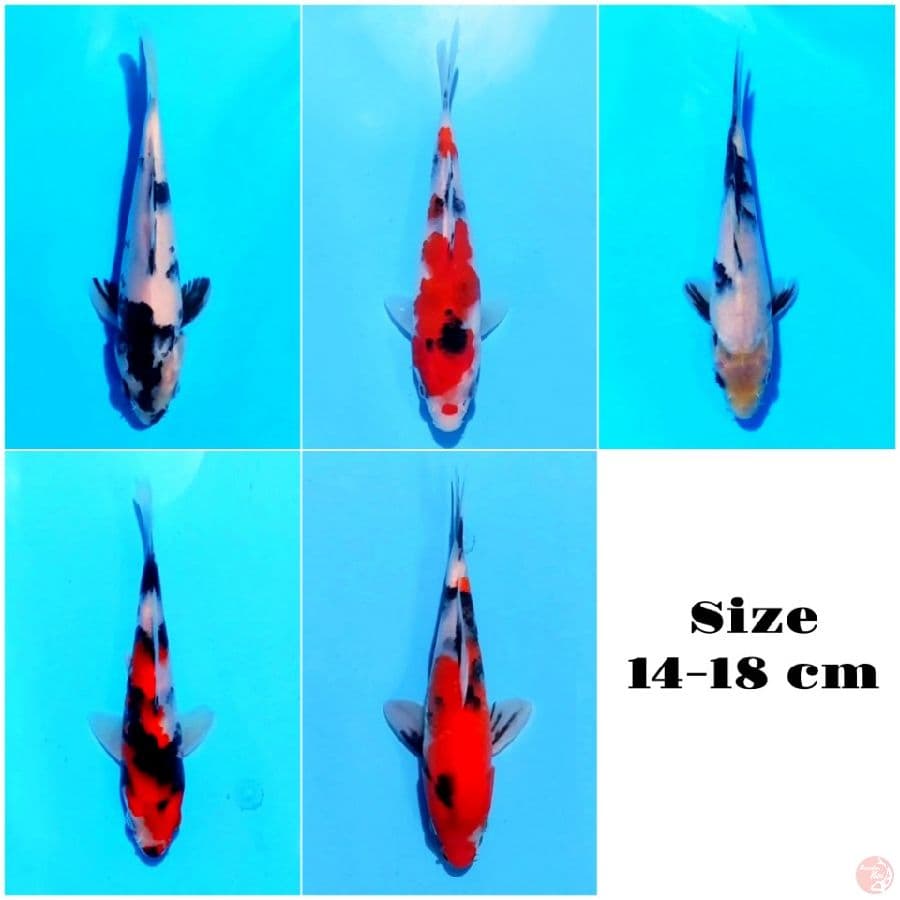 5. PAKET MIX 14-18 CM