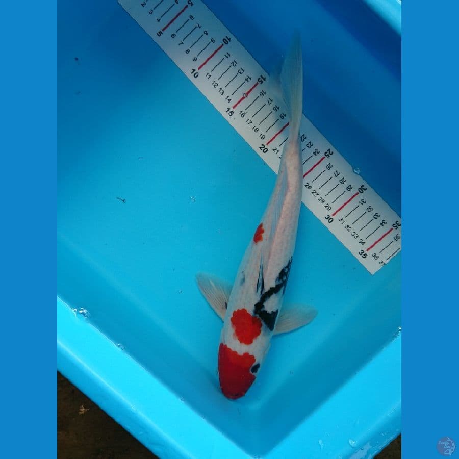 showa 34cm up