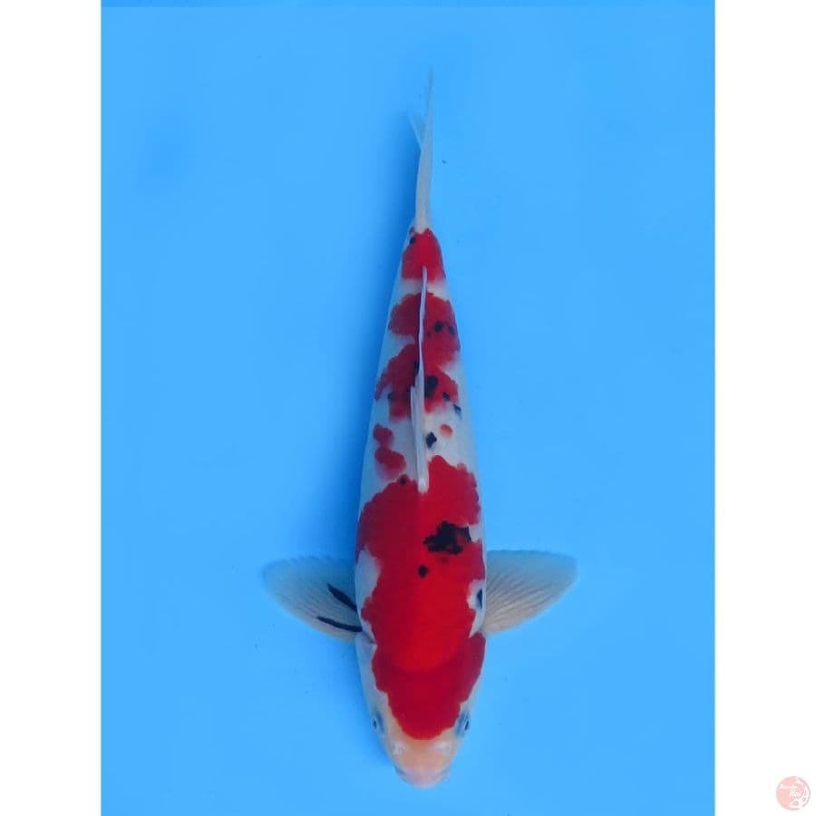 Super red sanke - 35cm