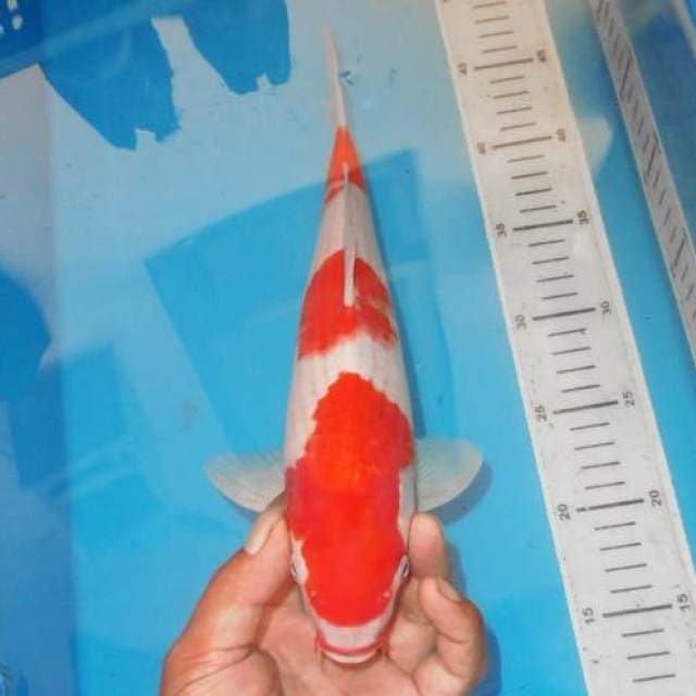 3STEP KOHAKU OK