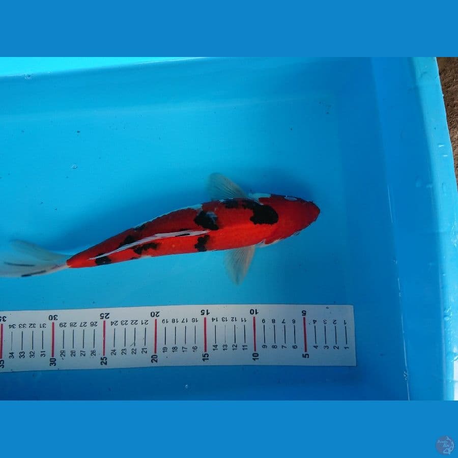 sanke bahenol 33 cm