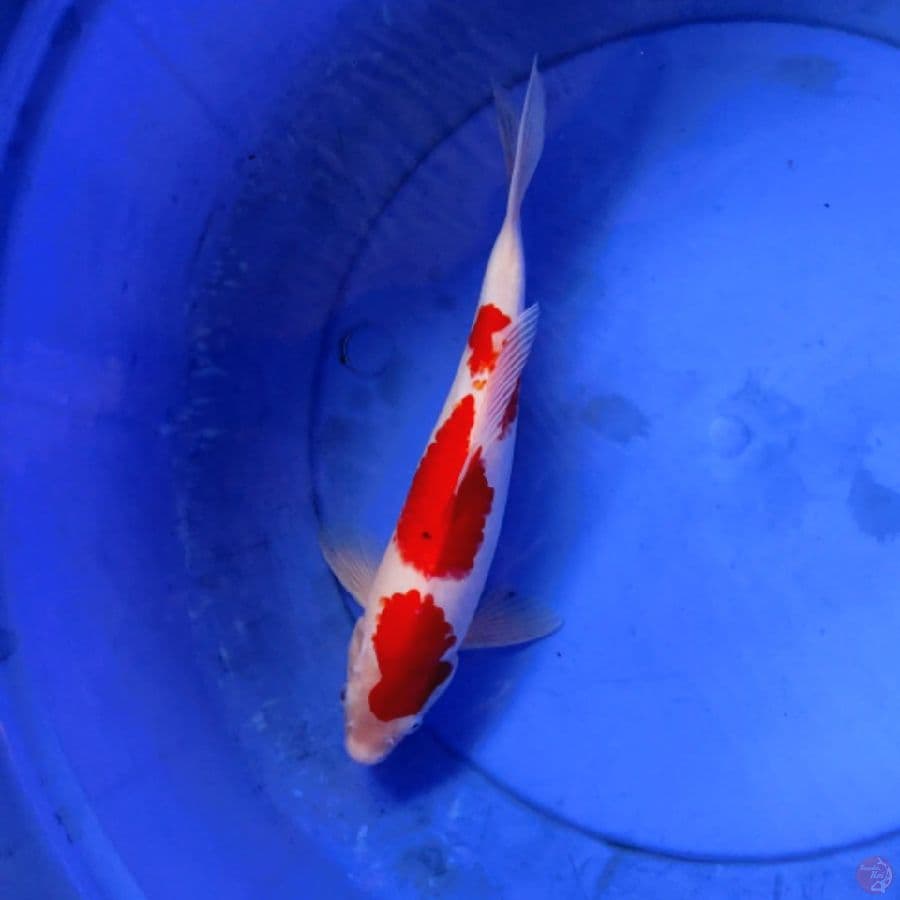 08. kohaku step 3