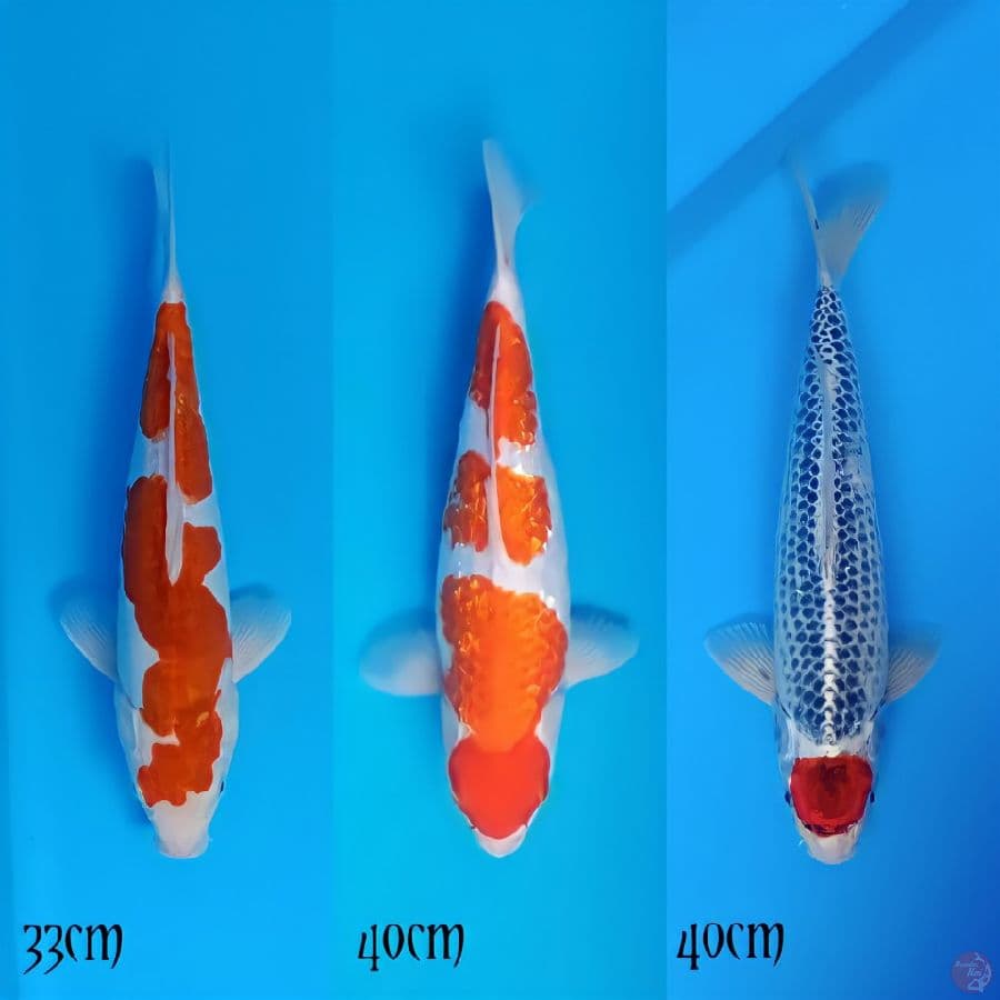 paket mix 33,40,40cm