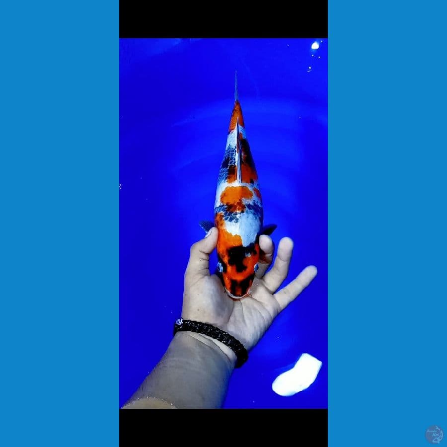 kin showa 32cm female