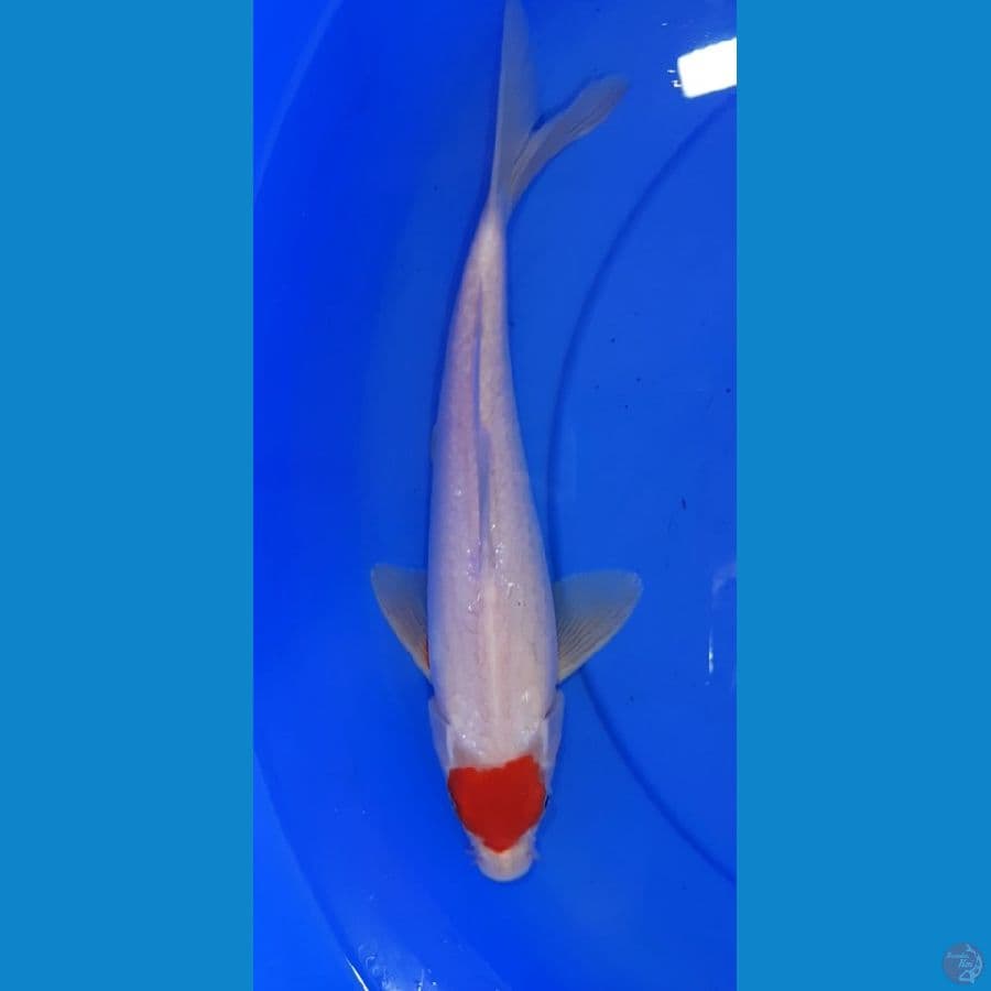 Tancho 27CM