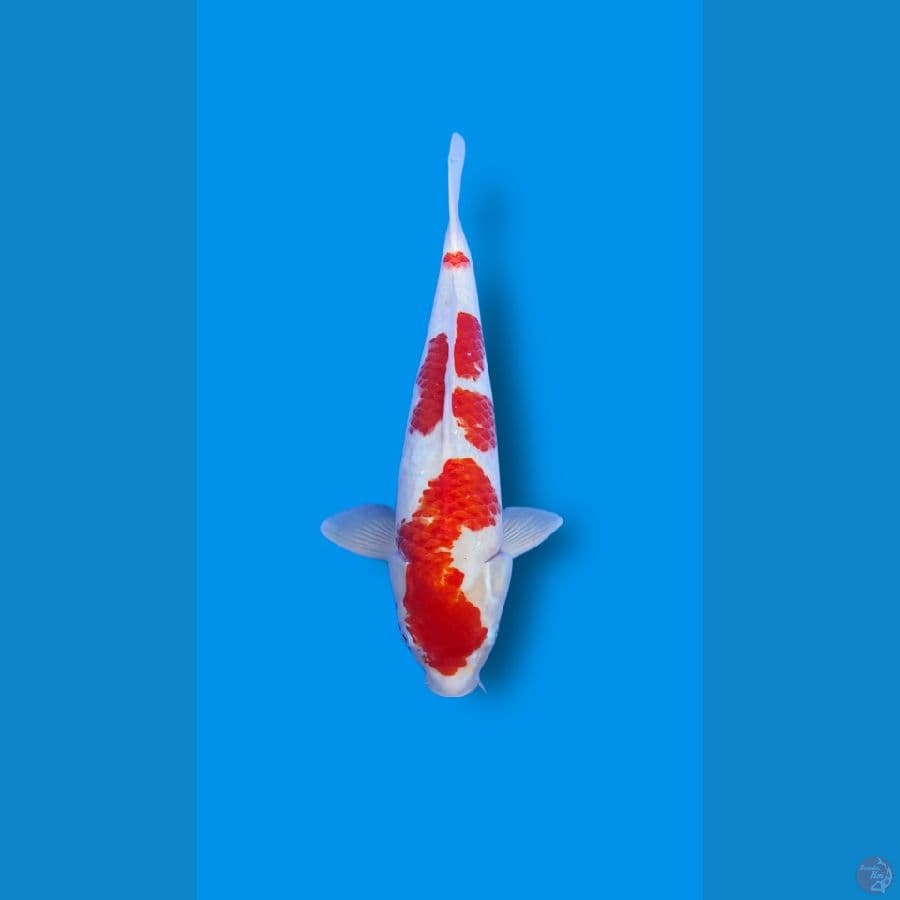 KOHAKU ORIGINAL