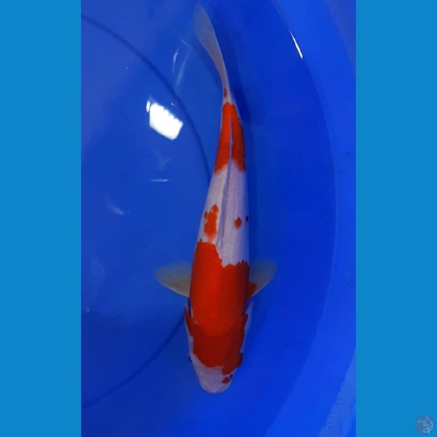 Kohaku Original 30CM