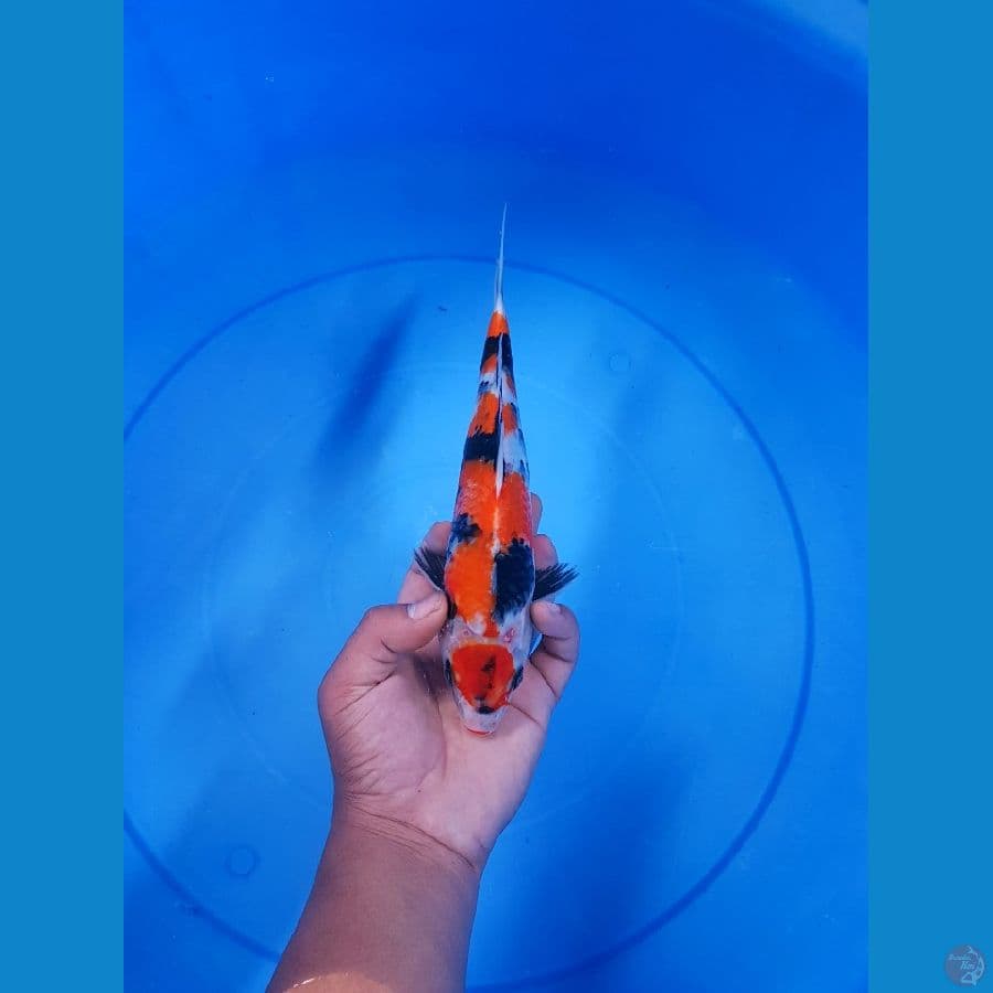 SHOWA MARUTEN 25 CM AN 