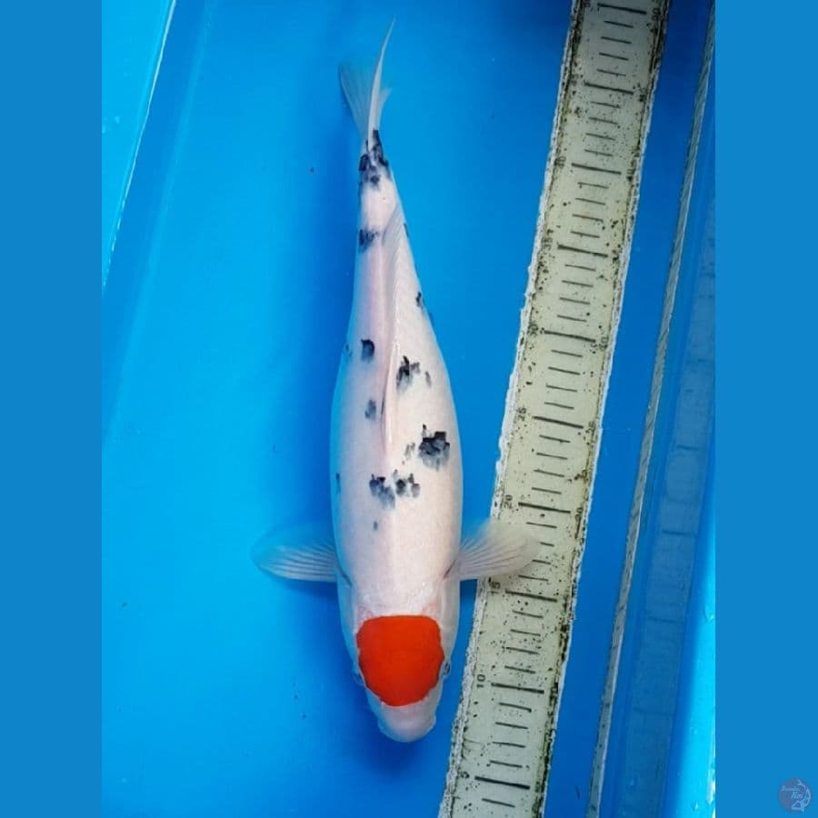 TANCO SANKE BULAN 40 cm